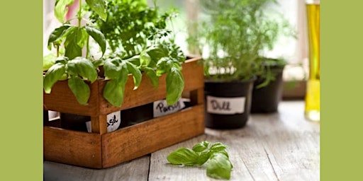 Image principale de Windowsill Herb Garden Workshop