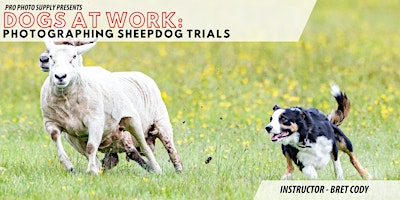 Imagem principal do evento Dogs at Work: Photographing Sheep Dog Trials