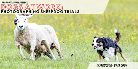 Dogs at Work: Photographing Sheep Dog Trials