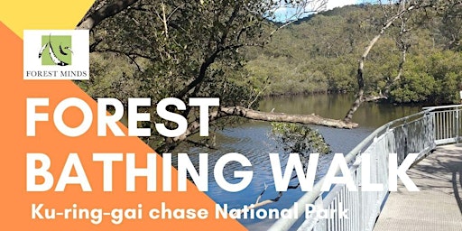 Shinrin-yoku / Forest Bathing Walk | Ku-ring-gai Chase National Park primary image