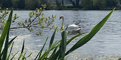 Wildlife Recording at Donaghaguy Reservoir