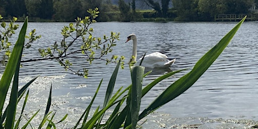 Hauptbild für Wildlife Recording at Donaghaguy Reservoir
