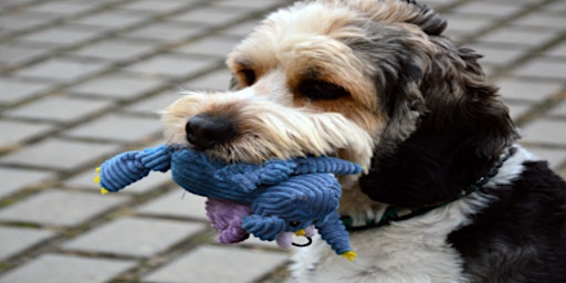 Why do dogs like squeaky toys? primary image