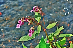 Himalayan Balsam Action in the Afon Lwyd catchment - kick off event primary image