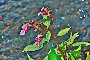 Himalayan Balsam Action in the Afon Lwyd catchment - kick off event