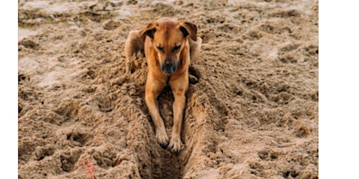 Why Do Dogs Dig? primary image