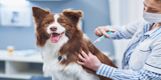 Imagen principal de What is DHPP Vaccine for Dogs