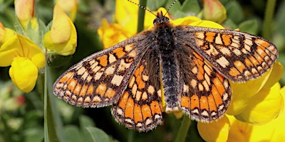 Imagen principal de Butterfly ID Training Course