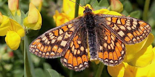 Image principale de Butterfly ID Training Course