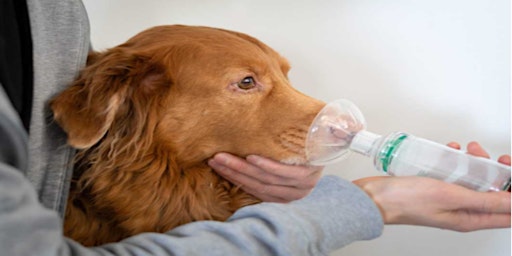 Image principale de How Do Dogs Get Pneumonia?