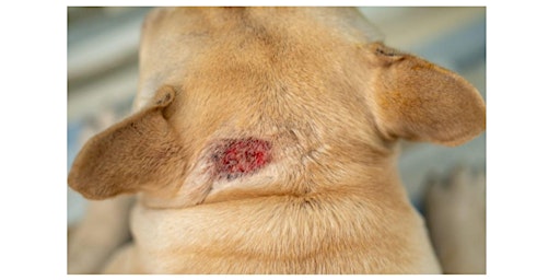 Imagen principal de How to Treat Allergic Reactions in Dogs at Home?