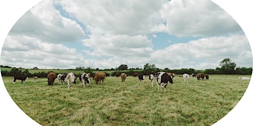 Imagen principal de Maximise livestock grazing and nutrition using herbal leys