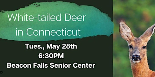 Primaire afbeelding van White-tailed Deer  in Connecticut (Adult/YA Program)