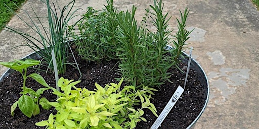 Imagem principal de BYOP (Bring Your Own Pot) - Pizza Herbs with The Patio Farmer