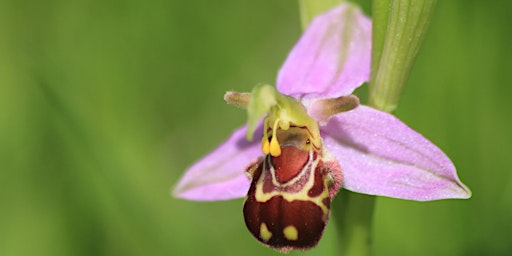 Hauptbild für Wilder Kent Safari: The Fascinating World of Orchids