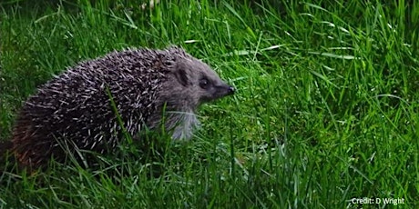 Nature Nuggets #1 - Hedgehogs