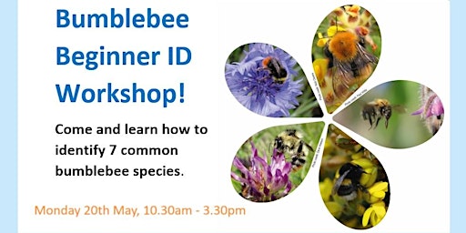 Primaire afbeelding van Bumblebee ID workshop (beginner level) - BBCT