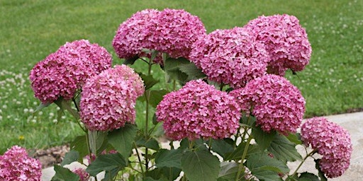 Hydrangea Container Garden Workshop with Russ Knowles from Proven Winners primary image