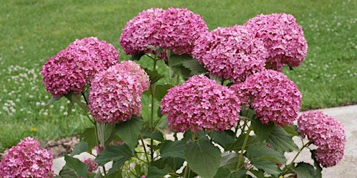Hydrangea Container Garden Workshop with Russ Knowles from Proven Winners primary image