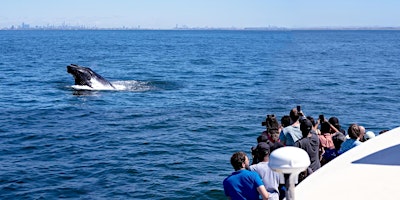 Hauptbild für Whale Watching NYC Adventure Cruise