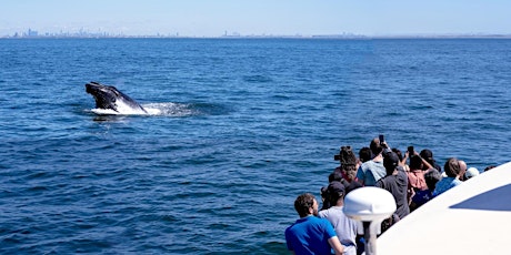 Whale Watching NYC Adventure Cruise