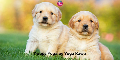 Image principale de Puppy Yoga (Kids-Friendly) by Yoga Kawa Toronto Golden Retrievers