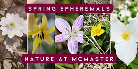 Educational Hike: Discovering Spring Ephemerals at McMaster Forest