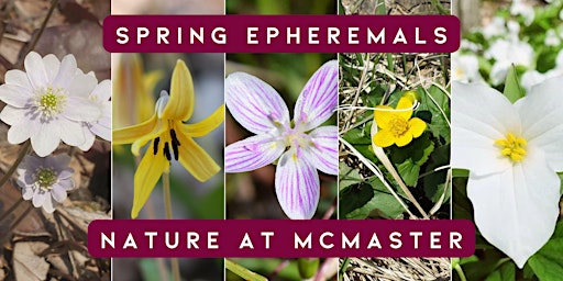 Imagem principal do evento Educational Hike: Discovering Spring Ephemerals at McMaster Forest