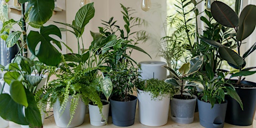 Hauptbild für How to Care for your Houseplants - Free Talk and Demo!