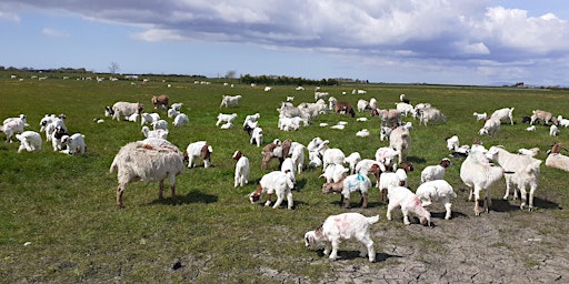 Meet the goats.  primärbild