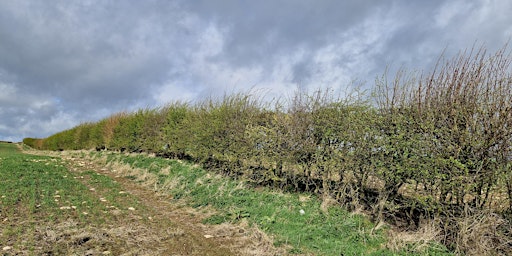 Hedgerow Options in SFI primary image