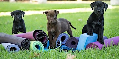 Imagem principal do evento Puppies & Pilates