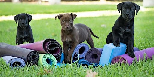 Hauptbild für Puppies & Pilates