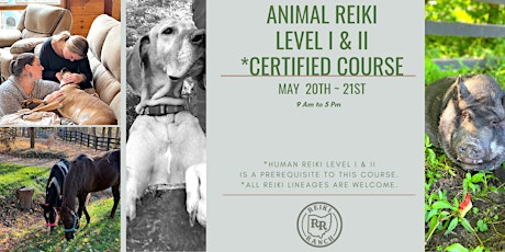 Animal Reiki Certification Level I & II