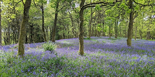 Bluebell Forest Bathing primary image