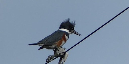 Birding at Millicoma Marsh