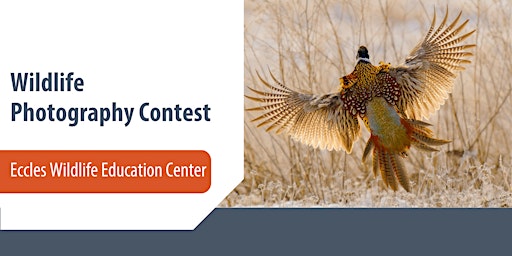 Eccles Wildlife Education Center — 2nd Annual Wildlife Photography Contest primary image