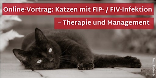 Für TierärztInnen: Therapie &Management v. Katzen mit FIV- u. FIP-Infektion primary image
