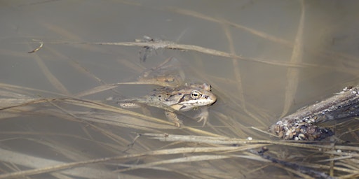 Amphibians of the Weaselhead  primärbild