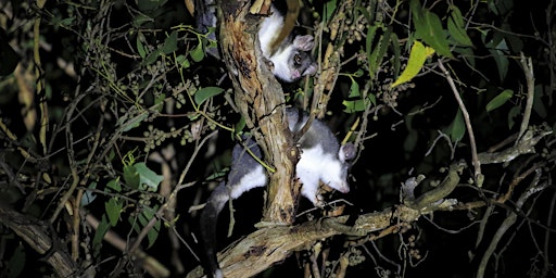Primaire afbeelding van Creatures of the Night at Bald Hill Reserve