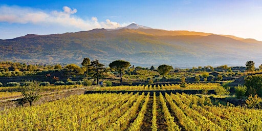 Immagine principale di Unveiling the Terroir: Exploring the Volcanic Soils of Italy 