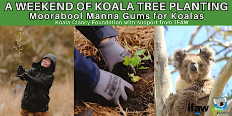 A WEEKEND OF KOALA TREE PLANTING: Moorabool Manna Gums for Koalas
