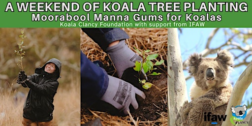 Primaire afbeelding van A WEEKEND OF KOALA TREE PLANTING: Moorabool Manna Gums for Koalas