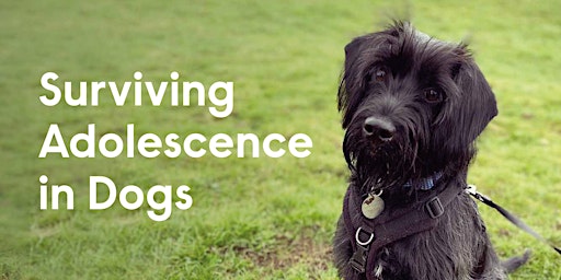 Surviving Adolescence in Dogs (Pre-recorded workshop) primary image