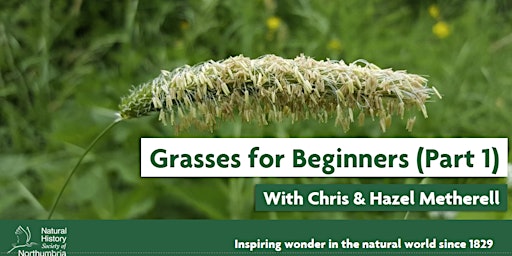 Grasses for Beginners
