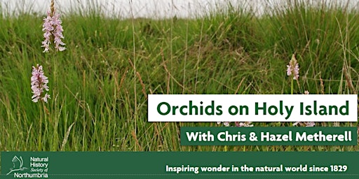 Imagem principal de Orchids on Holy Island