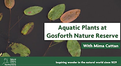 Aquatic Plants in Gosforth Nature Reserve