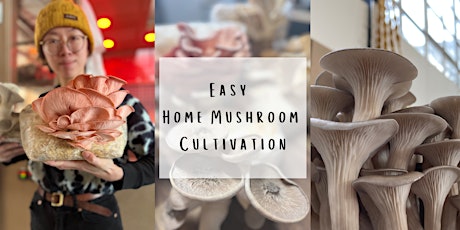 Introduction to Easy Home Mushroom Cultivation - Online