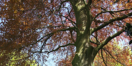 Imagem principal de Tree Ecology Walk