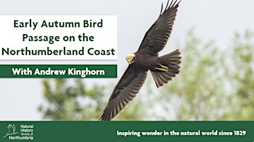 Imagem principal do evento Early Autumn Bird Passage on the Northumberland Coast